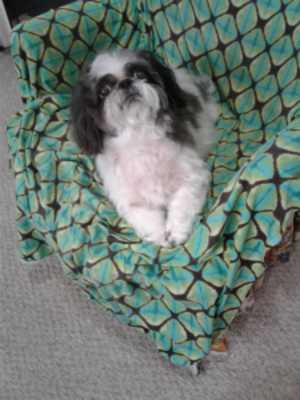A small white and gray dog sits on a green patterned armchair