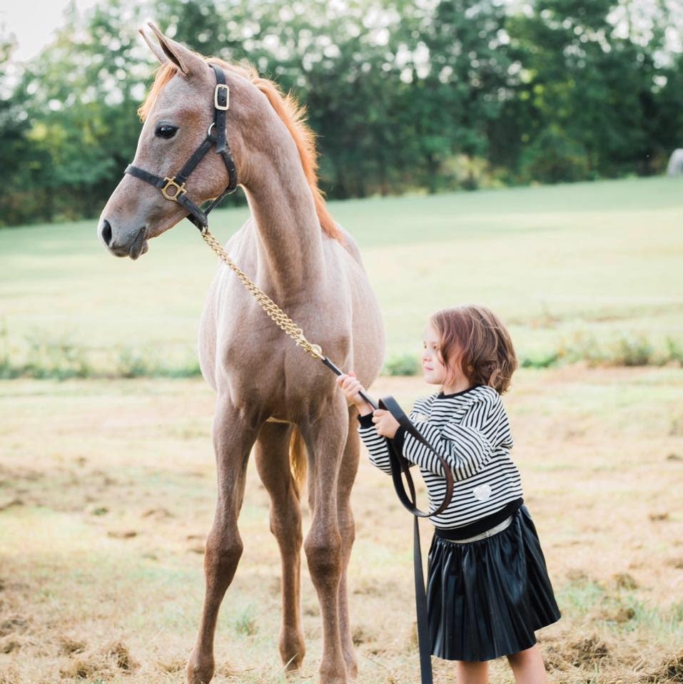 A young girl wearing a striped sweater and a pleated skirt holds the rein of a foal