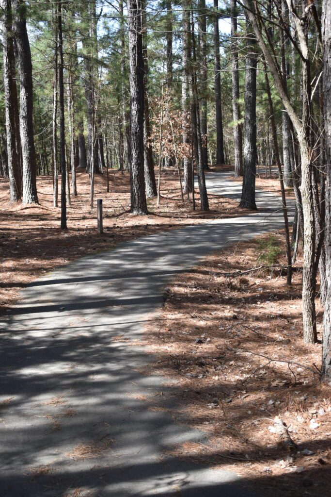 A curved paved walking path in a forested area