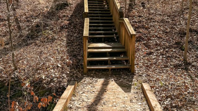 Wooden stairs on a forest trail