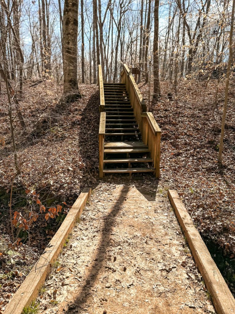 Wooden stairs on a forest trail