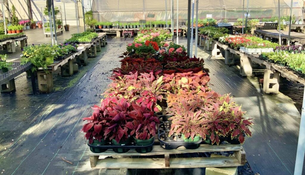 Rows of plants in plastic containers at a plant nursery