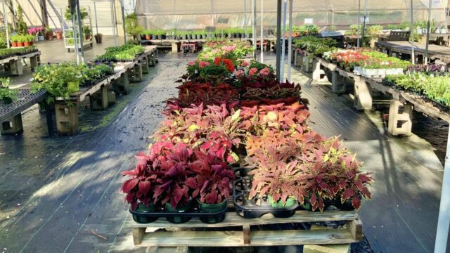 Rows of plants in plastic containers at a plant nursery