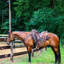 Person County Saddle Club image of a horse